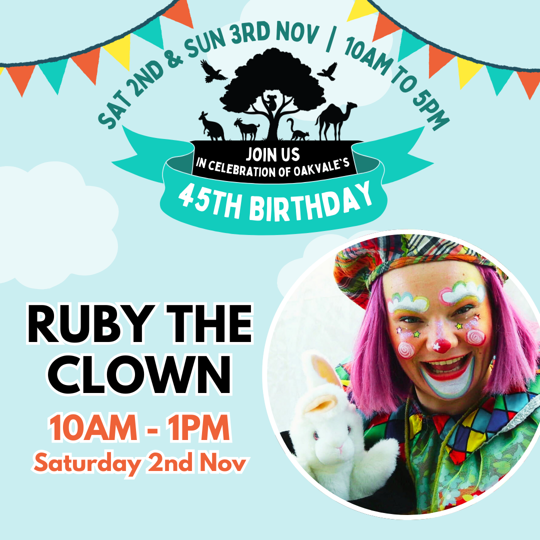 Ruby the Clown Promo Tile - Social Media Ruby the Clown Promo Tile - Social Media